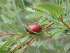 Chrysomela saliceti