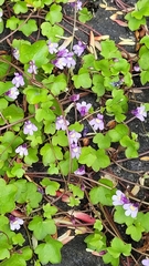 Cymbalaria muralis
