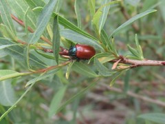 Chrysomela saliceti