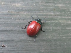 Chrysomela saliceti
