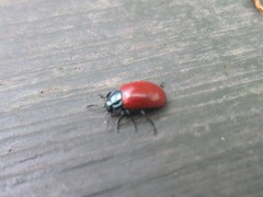 Chrysomela saliceti