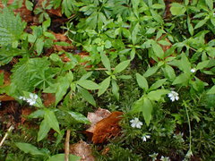Pseudostellaria europaea