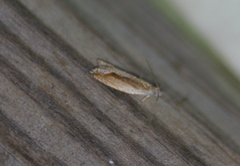 Ancylis goodelliana