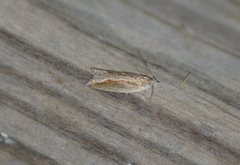 Ancylis goodelliana