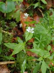 Pseudostellaria europaea