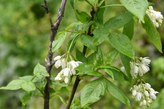 Staphylea colchica
