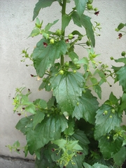 Scrophularia peregrina