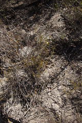 Marasmodes fasciculata