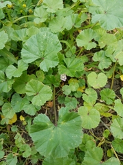 Malva neglecta