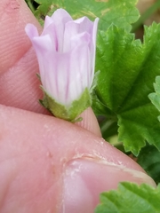 Malva neglecta