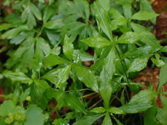 Pseudostellaria europaea
