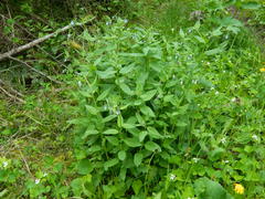 Mertensia paniculata borealis