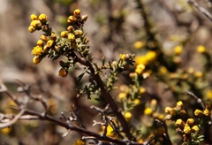 Marasmodes fasciculata