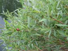 Chrysomela saliceti