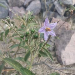Solanum lanceolatum