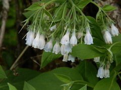 Mertensia paniculata borealis