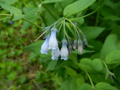 Mertensia paniculata borealis