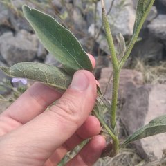 Solanum lanceolatum