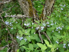 Mertensia paniculata borealis