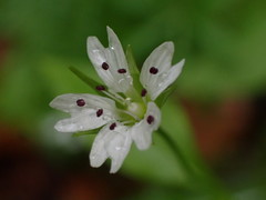 Pseudostellaria europaea