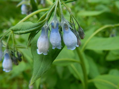 Mertensia paniculata borealis