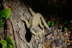Tropidurus