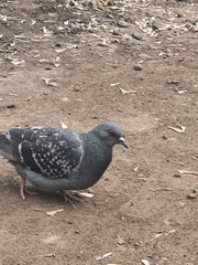 Columba livia