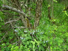 Mertensia paniculata borealis