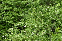 Staphylea colchica