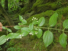 Philadelphus hirsutus