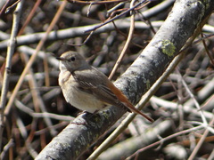 Phoenicurus phoenicurus