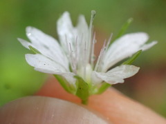 Pseudostellaria europaea