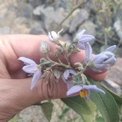 Solanum lanceolatum