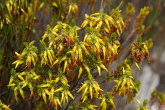 Erica coccinea