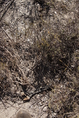 Marasmodes fasciculata