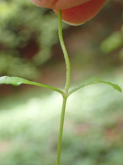Pseudostellaria europaea