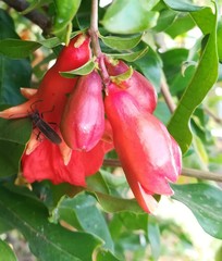 Stenomacra marginella