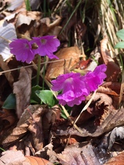 Primula glaucescens