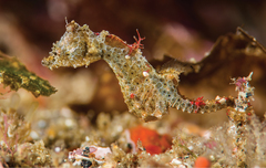 Japanese Pygmy Seahorse photo 1