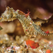 Japanese Pygmy Seahorse - Photo (c) https://doi.org/10.3897/zookeys.779.24799, some rights reserved (CC BY)