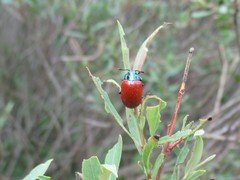 Chrysomela saliceti