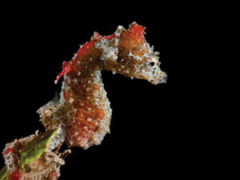 Japanese Pygmy Seahorse photo 2