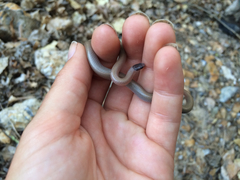 Tantilla hobartsmithi