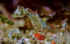 Japanese Pygmy Seahorse photo 3