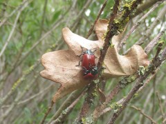 Chrysomela saliceti