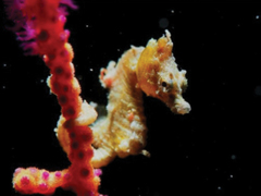 Japanese Pygmy Seahorse photo 4