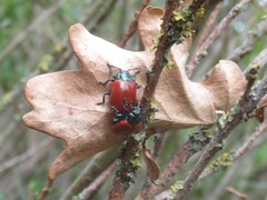 Chrysomela saliceti