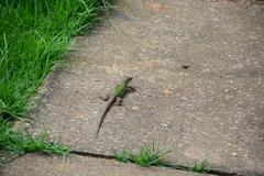 Ameiva ameiva