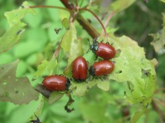 Chrysomela saliceti