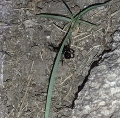 Corinninae